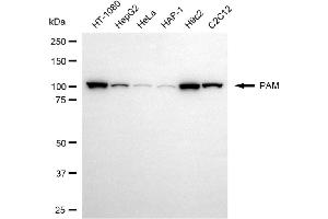 anti-Peptidylglycine alpha-Amidating Monooxygenase (PAM) antibody