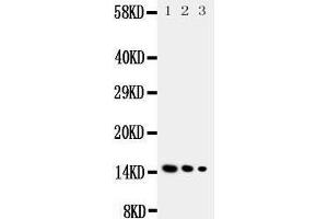 Western Blotting (WB) image for anti-Interleukin 3 (IL-3) (AA 119-140), (N-Term) antibody (ABIN3044140) (IL-3 抗体  (N-Term))