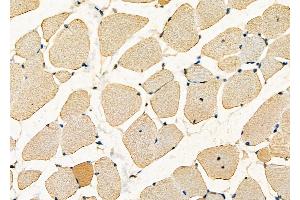 ABIN6262152 and ABIN6277633 at 1/100 staining Mouse muscle tissue by IHC-P.