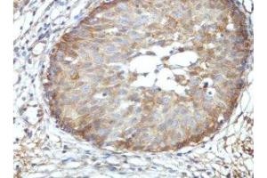 Immunohistochemical staining of formalin-fixed paraffin-embedded fetal urinary bladder showing nuclear staining with BRD9 Antibody at a dilution of 1/100. (BRD9 抗体  (AA 264-475))