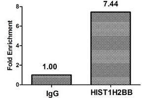 Chromatin Immunoprecipitation Hela (4*10 6 ) were treated with Micrococcal Nuclease, sonicated, and immunoprecipitated with 8 μg anti-HIST1H2BB (ABIN7139166) or a control normal rabbit IgG. (HIST1H2BB 抗体  (acLys16))