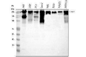 Western blot analysis of Laminin using anti-Laminin antibody (ABIN5692889).