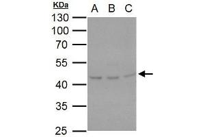 Western Blotting (WB) image for anti-Serpin Family H Member 1 (SERPINH1) (Internal Region) antibody (ABIN2855536)