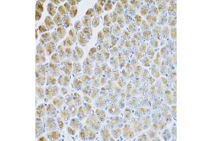 Immunohistochemistry of paraffin-embedded mouse stomach using AP1M2 antibody. (AP1m2 抗体  (AA 164-423))