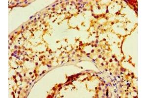 Immunohistochemistry of paraffin-embedded human testis tissue using ABIN7147675 at dilution of 1:100 (CHRFAM7A 抗体  (AA 1-150))