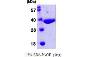 SDS-PAGE (SDS) image for NanA (AA 1-297) protein (His tag) (ABIN667434) (NanA (AA 1-297) protein (His tag))