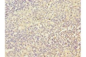 Immunohistochemistry of paraffin-embedded human spleen tissue using ABIN7165801 at dilution of 1:100 (SRF 抗体  (AA 616-875))