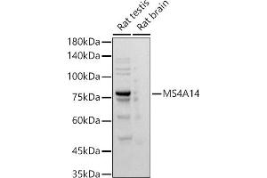 Western blot analysis of extracts of various cell lines, using MS4 antibody (ABIN7268474) at 1:500 dilution. (MS4A14 抗体)