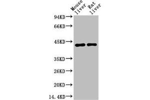 Western blot analysis of 1) Mouse Liver Tissue, 2) Rat Liver Tissue using HAO1 Monoclonal Antibody. (HAO1 抗体)