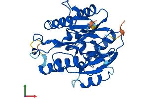 AlphaFold protein structure predicition of Human Recombinant DDAH2 Protein, UniprotID O95865