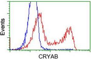 Flow cytometric analysis of HEK293T cells transfected with either overexpress plasmid (Red) or empty vector control plasmid (Blue) using CRYAB monoclonal antibody, clone 6D11 . (CRYAB 抗体)