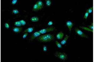 IF analysis of FEZF1 using anti-FEZF1 antibody (ABIN7601763).