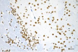 Immunohistochemistry was performed on paraffin-embedded mouse brain using RBBP4 antibody (ABIN7800185), 1:200). (Recombinant Retinoblastoma Binding Protein 4 抗体)
