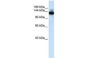 WB Suggested Anti-SCAND3 Antibody Titration:  0. (SCAND3 抗体  (C-Term))