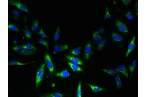 Immunofluorescent analysis of Hela cells using ABIN7160712 at dilution of 1:100 and Alexa Fluor 488-congugated AffiniPure Goat Anti-Rabbit IgG(H+L) (NAT8 抗体  (AA 64-227))
