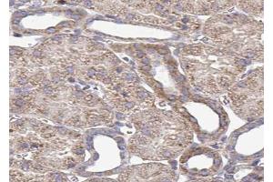 ABIN6272958 at 1/100 staining Mouse kidney tissue by IHC-P. (PDIA4 抗体  (Internal Region))