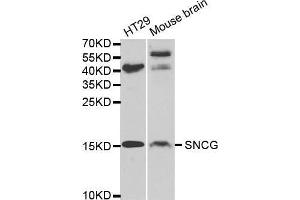 Western blot analysis of extracts of various cell lines, using SNCG antibody. (SNCG 抗体  (AA 1-127))