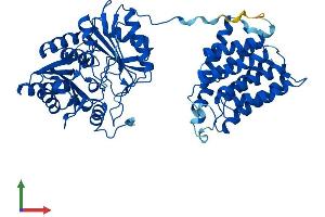 AlphaFold protein structure predicition of Human Recombinant TKFC Protein, UniprotID Q3LXA3