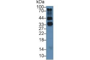 Detection of FOLR4 in Mouse Thymus lysate using Polyclonal Antibody to Folate Receptor 4 (FOLR4) (Folate Receptor 4 抗体  (AA 56-234))