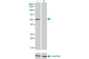 Western blot analysis of FLI1 over-expressed 293 cell line, cotransfected with FLI1 Validated Chimera RNAi (Lane 2) or non-transfected control (Lane 1). (FLI1 抗体  (AA 1-452))