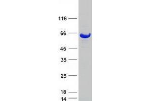 Western Blotting (WB) image for Kelch-Like 2, Mayven (KLHL2) protein (Myc-DYKDDDDK Tag) (ABIN2724125)