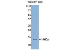 Western Blotting (WB) image for anti-FK506 Binding Protein 1A, 12kDa (FKBP1A) (AA 2-108) antibody (ABIN1078039) (FKBP1A 抗体  (AA 2-108))