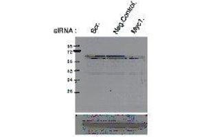 Western Blotting (WB) image for anti-Myc Proto-Oncogene protein (MYC) (pSer62) antibody (ABIN3201011)