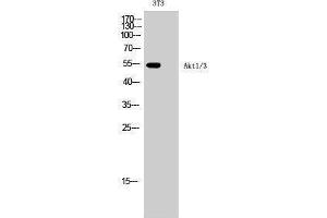 Western Blotting (WB) image for anti-AKT1/3 (Lys539) antibody (ABIN3180479) (AKT1/3 (Lys539) 抗体)