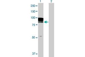 Western Blot analysis of EPB41L2 expression in transfected 293T cell line by EPB41L2 MaxPab polyclonal antibody. (EPB41L2 抗体  (AA 1-633))