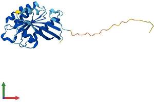 Protein Structure (PS) image for RAB2B, Member RAS Oncogene Family (RAB2B) (AA 1-216) protein (His tag) (ABIN7556545)