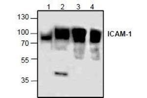 AP26345PU-N: Western blot analysis of ICAM-1 using lysates from rat kidney (Lane 1), 3T3 cells (Lane 2), and Jurkat cells (Lane 3 & 4). (ICAM1 抗体)