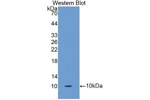 Detection of Recombinant OCM, Human using Polyclonal Antibody to Oncomodulin (OCM) (Oncomodulin 抗体  (AA 1-109))