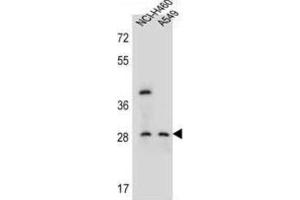 Western Blotting (WB) image for anti-Spermatogenesis Associated, Serine-Rich 1 (SPATS1) antibody (ABIN2996395) (SPATS1 抗体)