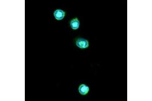 ICC/IF analysis of TLR7 in THP-1 cells line, stained with DAPI (Blue) for nucleus staining and monoclonal anti-human TLR7 antibody (1:100) with goat anti-mouse IgG-Alexa fluor 488 conjugate (Green). (TLR7 抗体  (AA 451-500))
