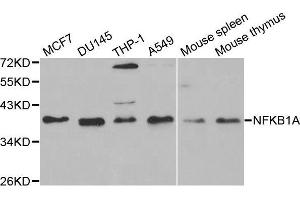 NFKBIA 抗体  (AA 1-317)