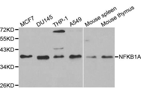 NFKBIA 抗体  (AA 1-317)