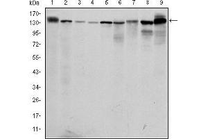 Western blot analysis using PRK2 mouse mAb against PC-12 (1), Cos7 (2), K562 (3), Jurkat (4), Hela (5), A431 (6), C6 (7), NIH/3T3 (8) and HEK293 (9) cell lysate. (PKN2 抗体)