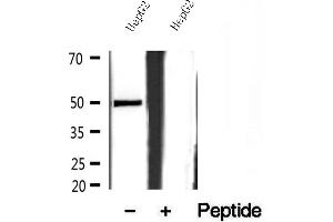 Western blot analysis of extracts of HepG2 cells, using SQRDL antibody. (SQRDL 抗体)