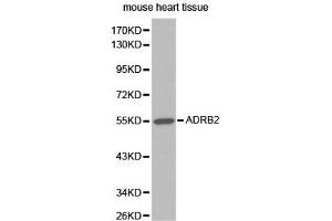 Western blot analysis of extracts of mouse heart tissue, using ADRB2 antibody. (beta 2 Adrenergic Receptor 抗体)