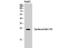 Western Blotting (WB) image for anti-Syndecan 4 (SDC4) (Tyr1022) antibody (ABIN3177568) (SDC4 抗体  (Tyr1022))