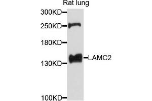 Western blot analysis of extracts of rat lung cells, using LAMC2 antibody. (LAMC2 抗体)