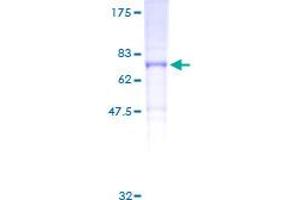 KCNH6 Protein (AA 1-502) (GST tag)