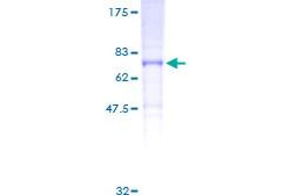 KCNH6 Protein (AA 1-502) (GST tag)