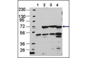 Western blot analysis using APG16L Antibody in Cos7, HEK293, MEF, and Hela cells, left to right, respectively.