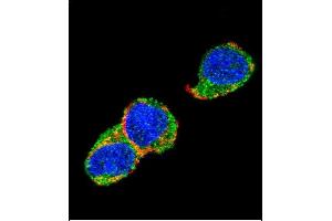 Confocal immunofluorescent analysis of SOX2 Antibody (A30) g with 293 cell followed by Alexa Fluor 488-conjugated goat anti-rabbit lgG (green). (SOX2 抗体  (AA 15-43))