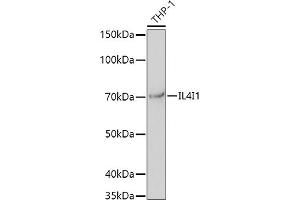 Western blot analysis of extracts of THP-1 cells, using IL4I1 antibody (ABIN6132073, ABIN6142398, ABIN6142399 and ABIN6224420) at 1:1000 dilution. (IL4I1 抗体  (AA 22-220))