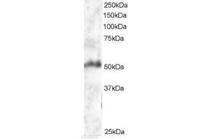 Image no. 1 for anti-Forkhead Box G1 (FOXG1) (AA 477-489) antibody (ABIN297049) (FOXG1 抗体  (AA 477-489))