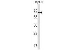 ACCN4 Antibody