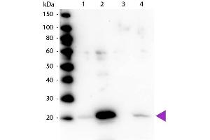 Western blot of Rabbit Anti-Myosin pS19/pS20 primary antibody. (Myosin 抗体  (pSer19, pSer20))