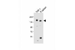 All lanes : Anti-MCSF Receptor (CSF1R) Antibody (C-term) at 1:1000 dilution Lane 1: THP-1 whole cell lysate Lane 2: rat spleen lysate Lysates/proteins at 20 μg per lane. (CSF1R 抗体  (C-Term))